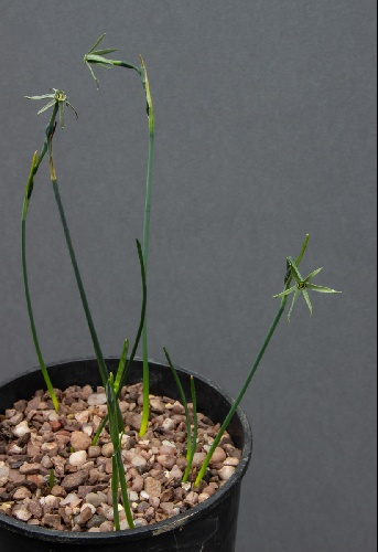 Narcissus viridiflorus